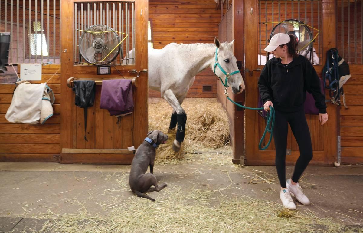 Experience the Joy of Riding at Oynvora – Your Trusted Horse Riding Club and Rental Hub